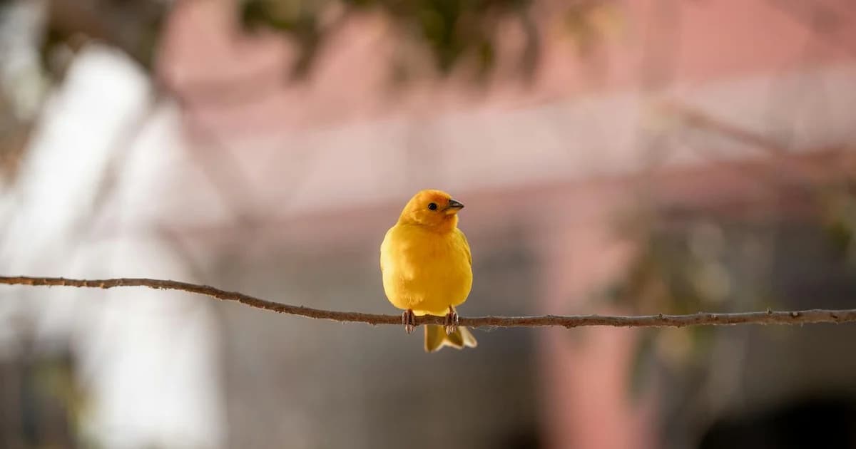 Canary Deployments: Gradual Rollouts That Catch Problems Early